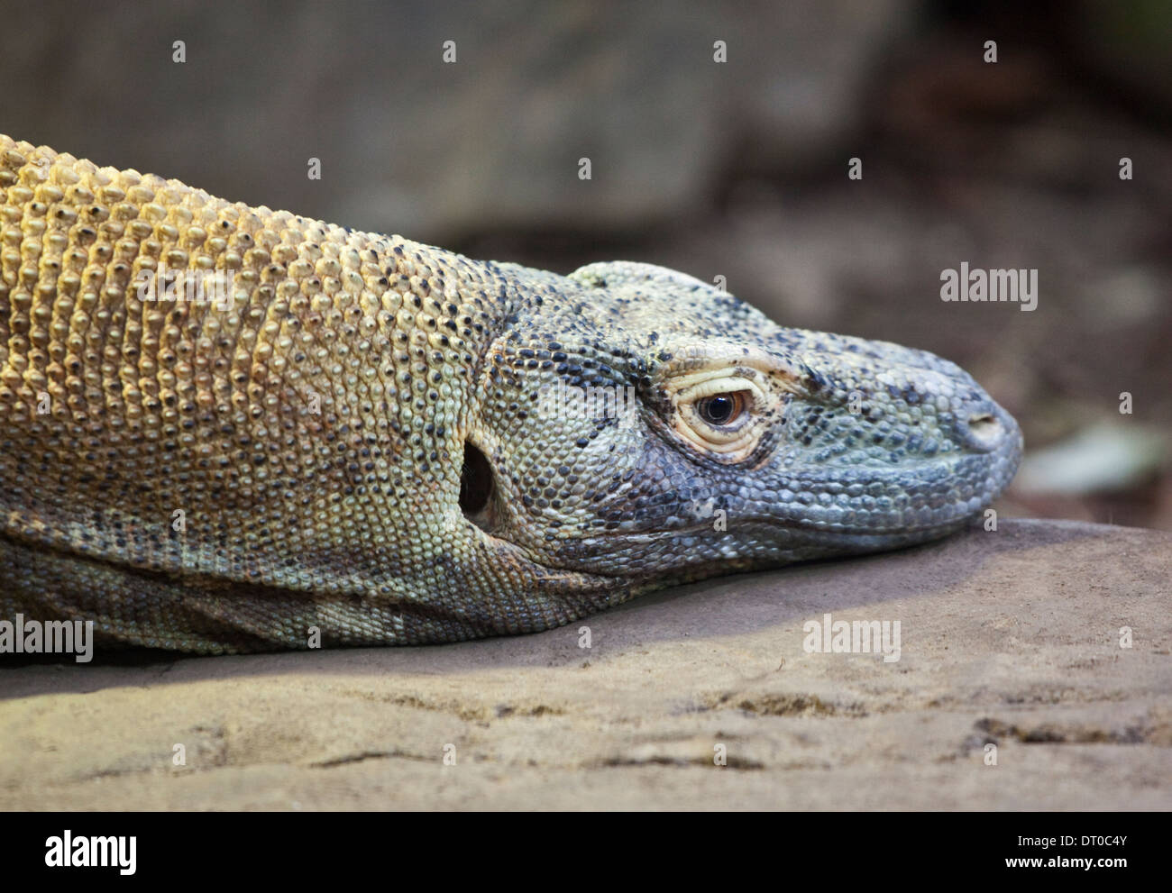 Drago di Komodo (Varanus komodoensis) Foto Stock