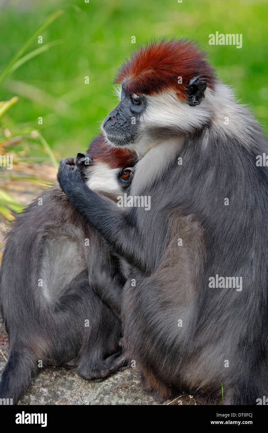 Mangabey collare , rosso-capped Mangabey, ciliegia incoronato Mangabey, bianco-collare (Mangabey Cercocebus torquatus) Foto Stock