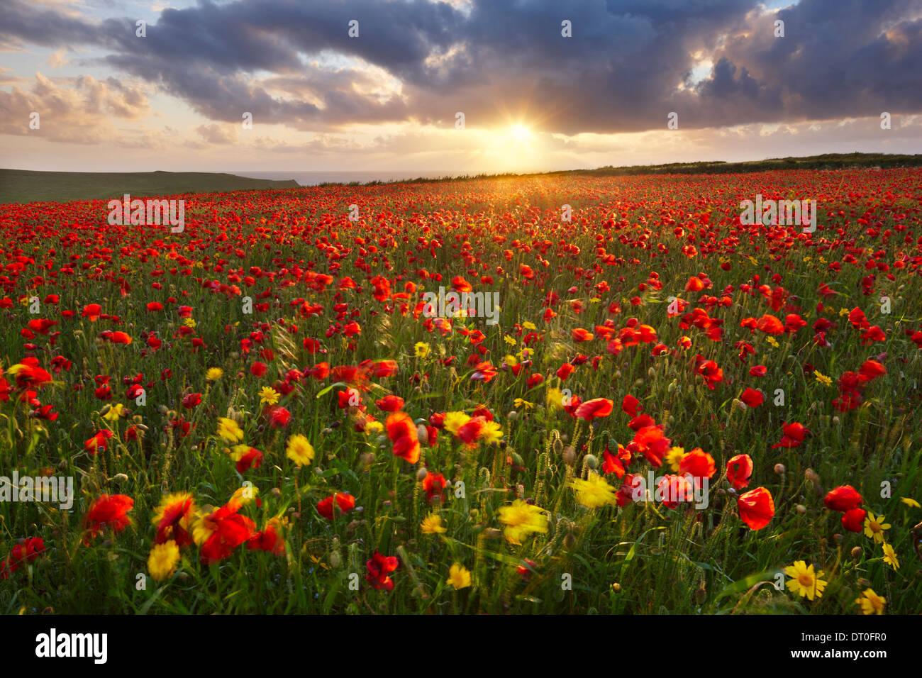 Un campo di papavero con un mix di mais Le calendule crescente vicino al Cornish Coast a West Pentire Foto Stock
