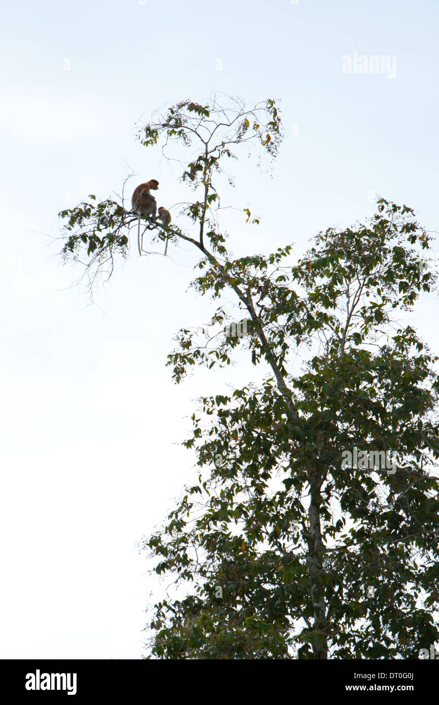 Un adulto e bambino proboscide di scimmia (Nasalis larvatus) seduta alta in una struttura ad albero Foto Stock