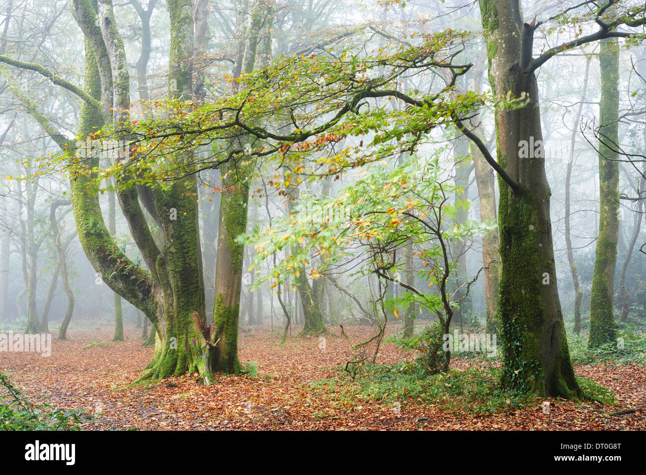 Filtraggio di nebbia attraverso il bosco con il primo segno di colore di autunno Foto Stock
