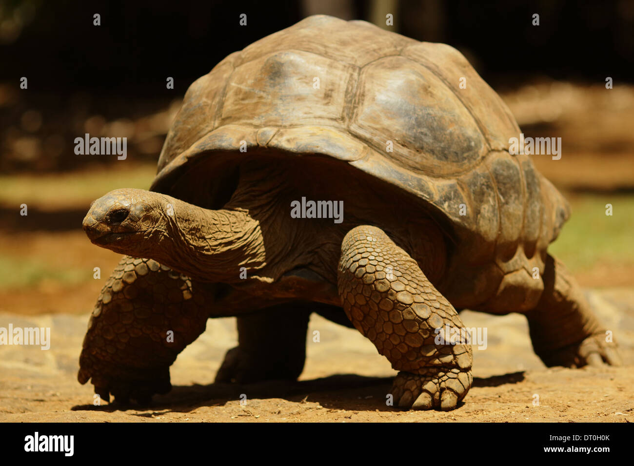 Tartarughe terrestri sono una famiglia di terra-dimora rettili nell'ordine Testudines. Come altre tartarughe, tartarughe Foto Stock