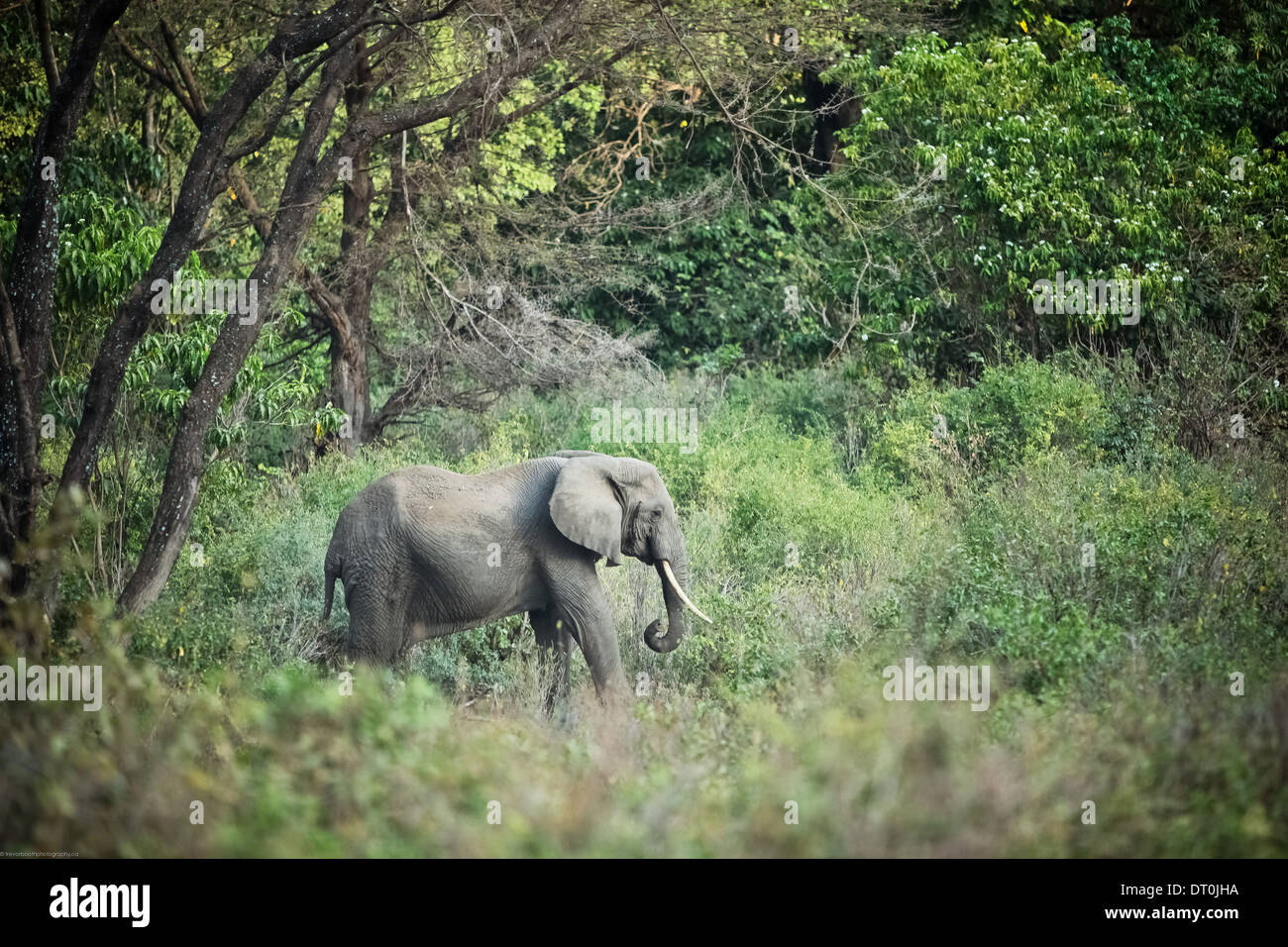 Un elefante solitario nel Lago Manyara National Park, Tanzania Africa Foto Stock