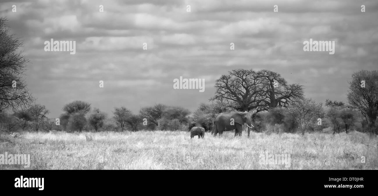 Panoramica di una famiglia di elefanti nel Parco Nazionale del Lago Manyara, Tanzania Africa Foto Stock