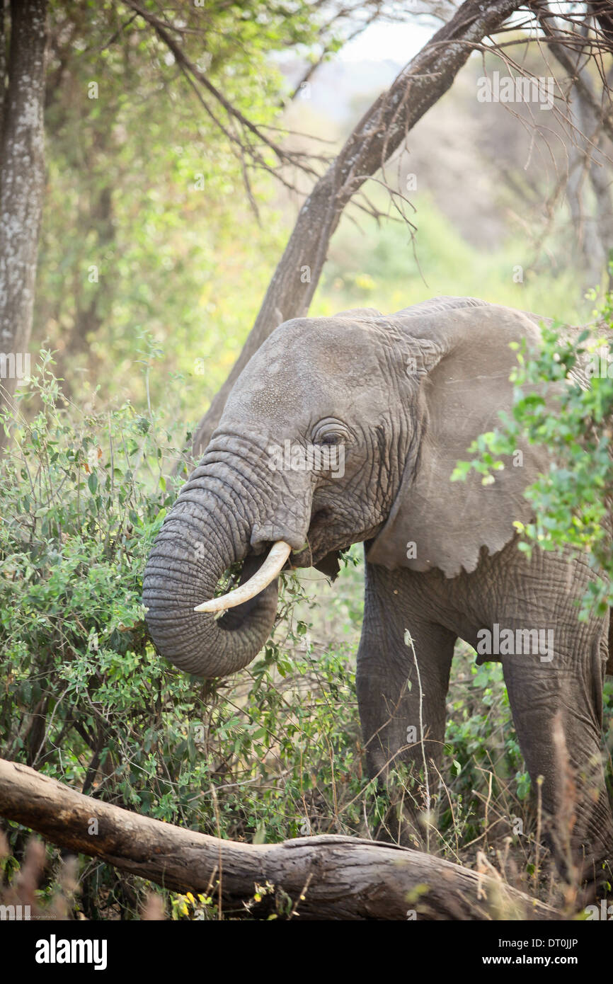 Un elefante mangiare in Lake Manyara National Park, Tanzania Africa Foto Stock