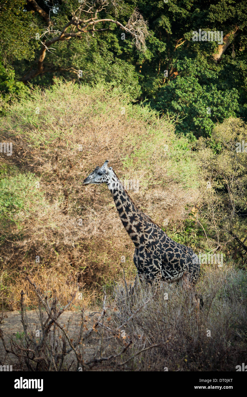 Un Masai giraffe a Lake Manyara National Park, Tanzania Africa Foto Stock