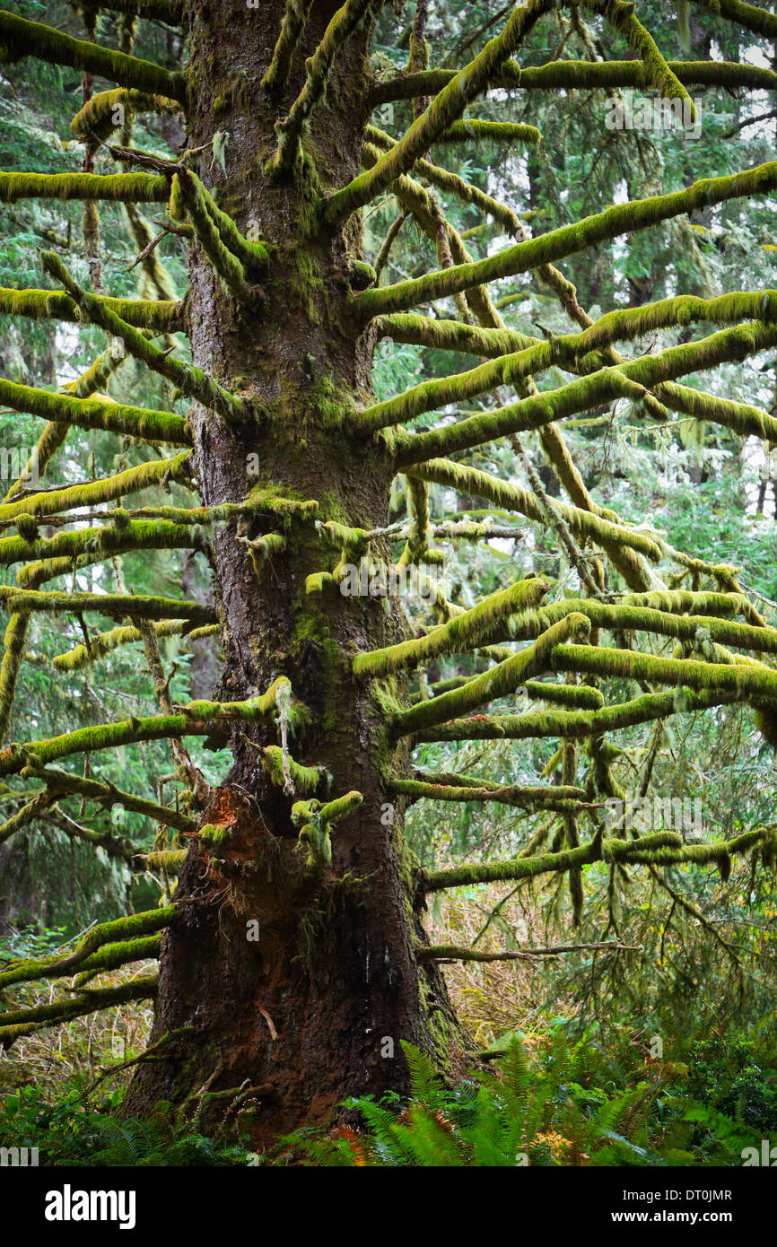 Coperte di muschio pino sulla costa occidentale di Oregon Foto Stock