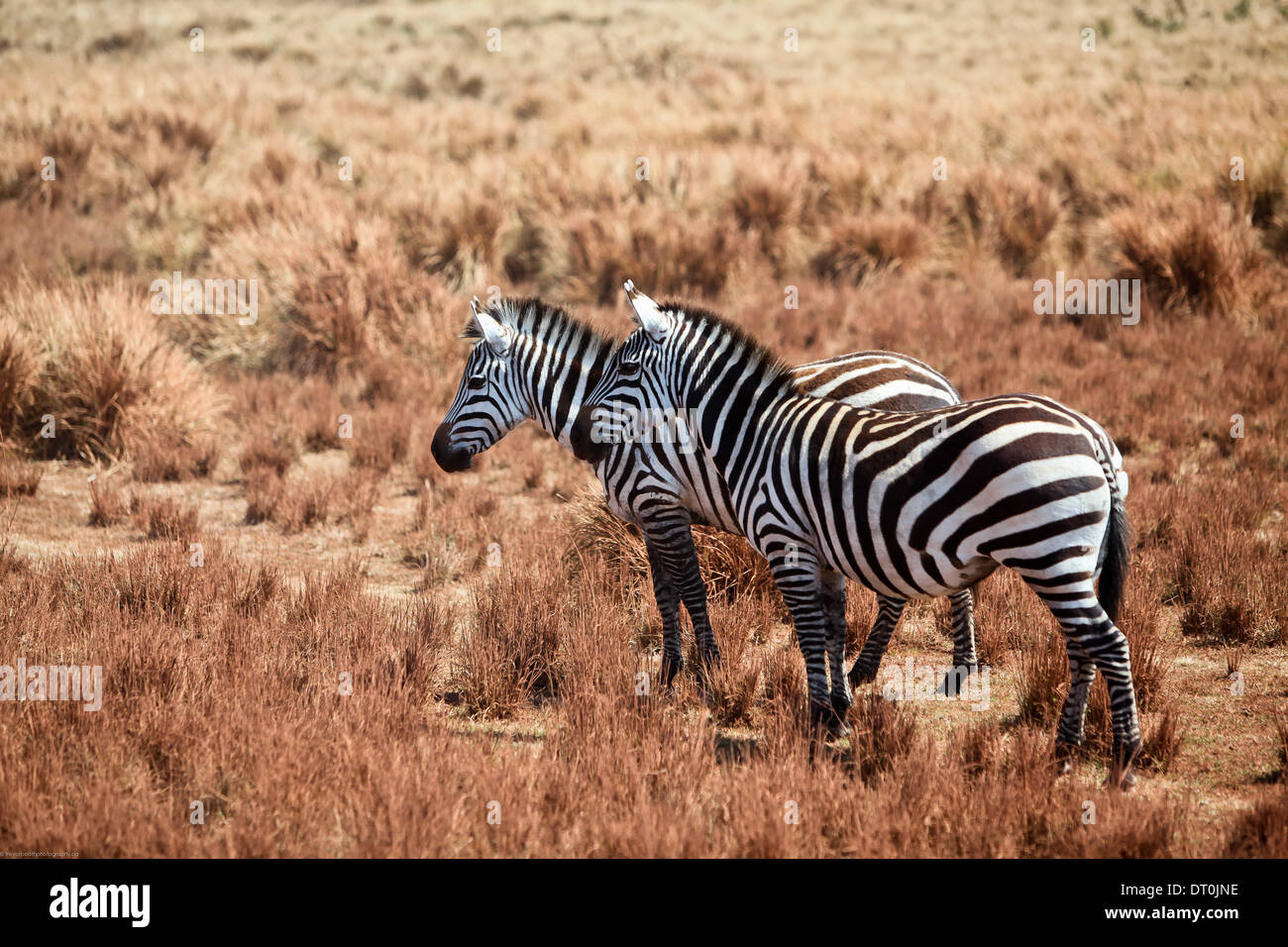 Zebre nel cratere di Ngorongoro, Tanzania Africa Foto Stock