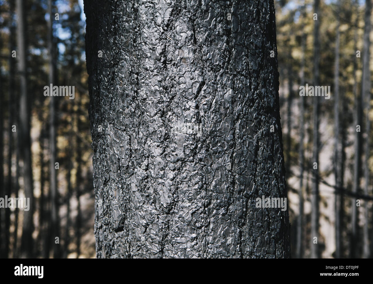 Stato di Washington USA Fire danneggiato Ponderosa ponte pineTaylor Fire Foto Stock