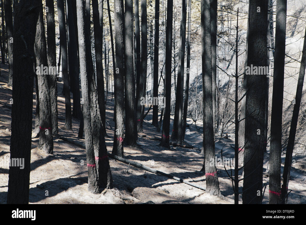 Stato di Washington USA alberi bruciati per il taglio di Taylor Bridge Incendio di boschi Foto Stock