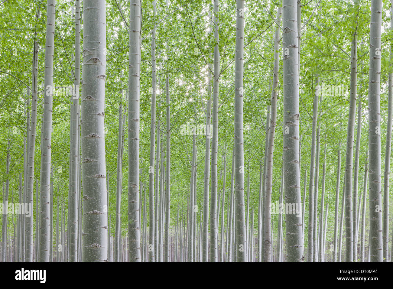 Oregon USA Poplar Tree plantation linee dritte corteccia bianco Foto Stock