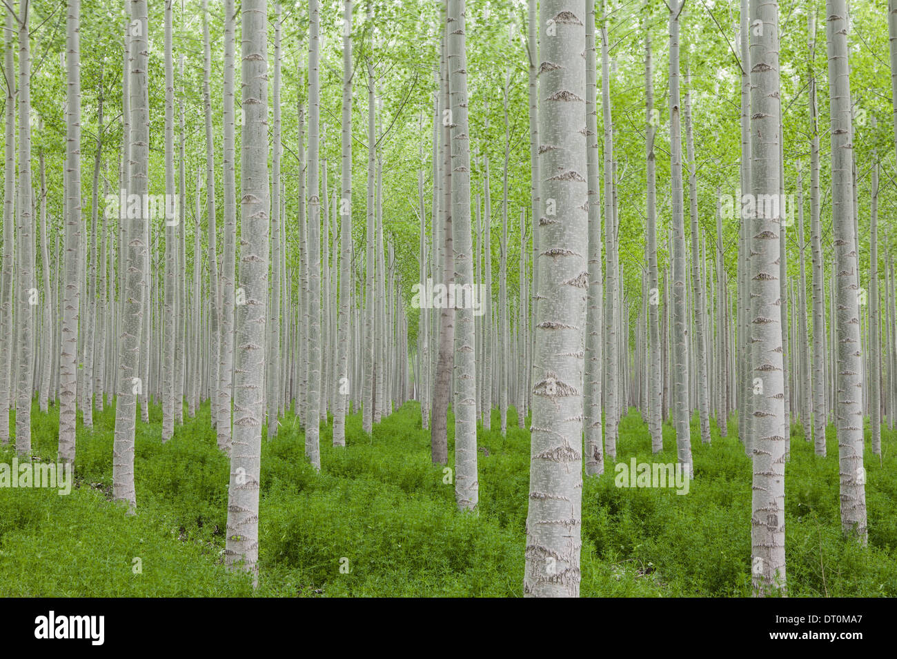 Oregon USA Poplar Tree plantation linee dritte corteccia bianco Foto Stock