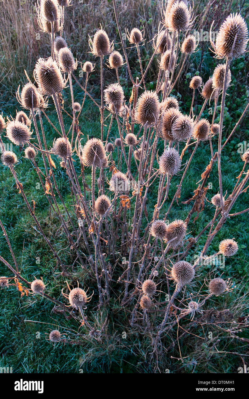 Teasel Dipsacus frosty teste di seme Foto Stock