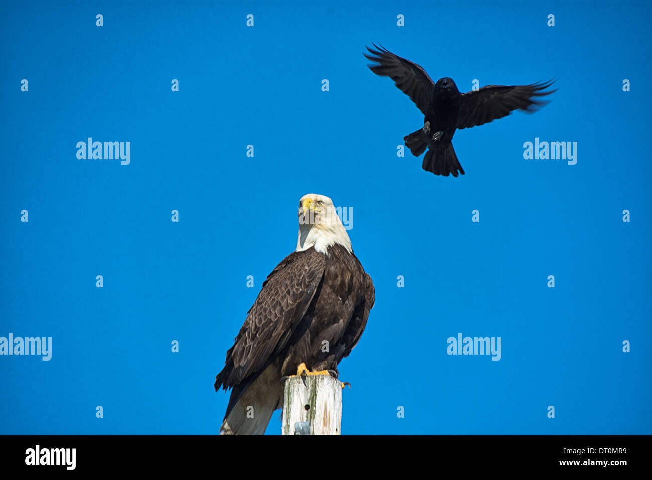 Un arrabbiato Crow (Corvus) tenta di guidare un aquila calva (Haliaeetus leucocephalus) lontano dal nido, un'attività denominata mobbing, Omero, Alaska, STATI UNITI D'AMERICA Foto Stock