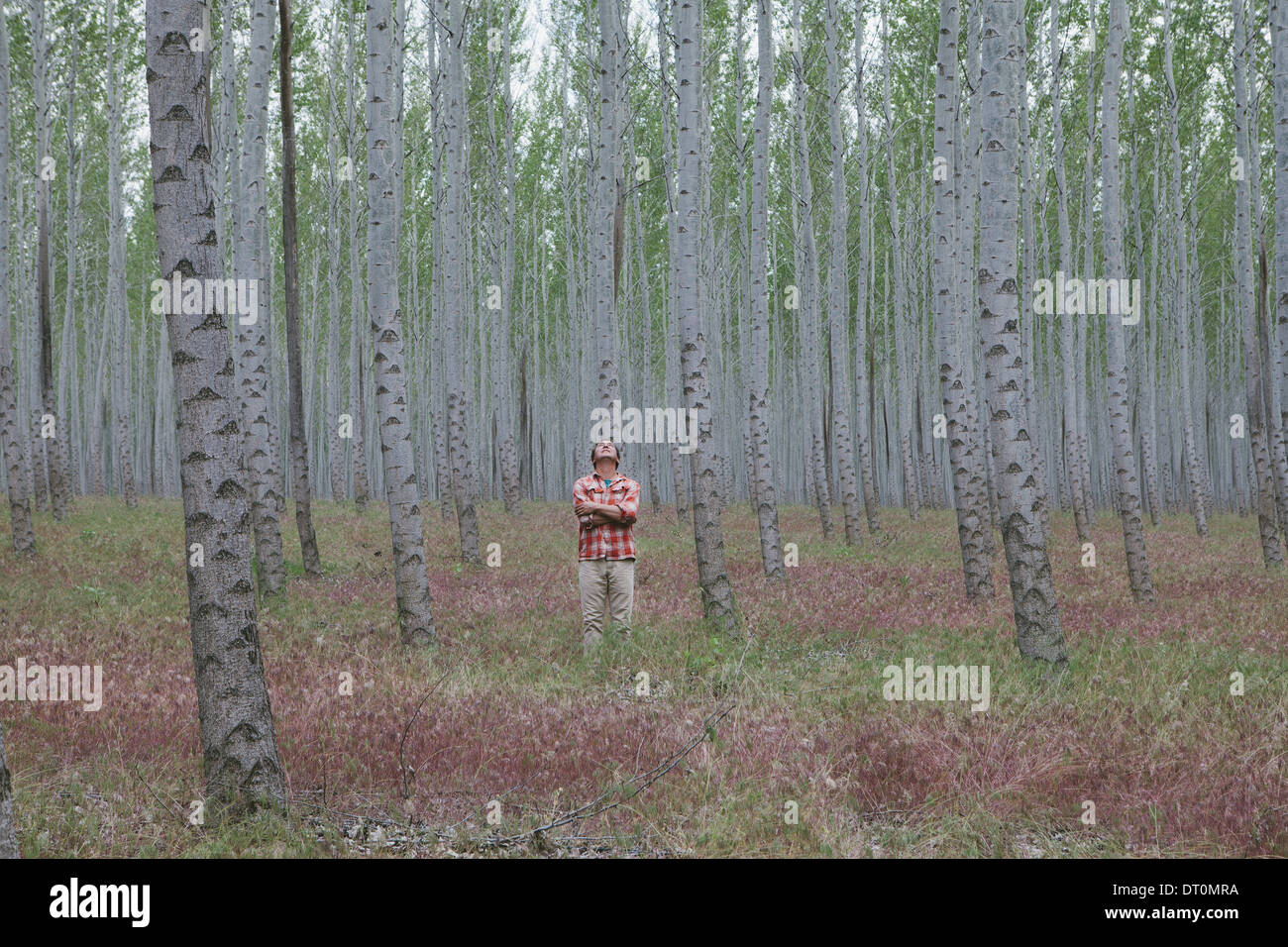 Oregon USA l uomo nella foresta di alberi di pioppo Oregon USA Foto Stock