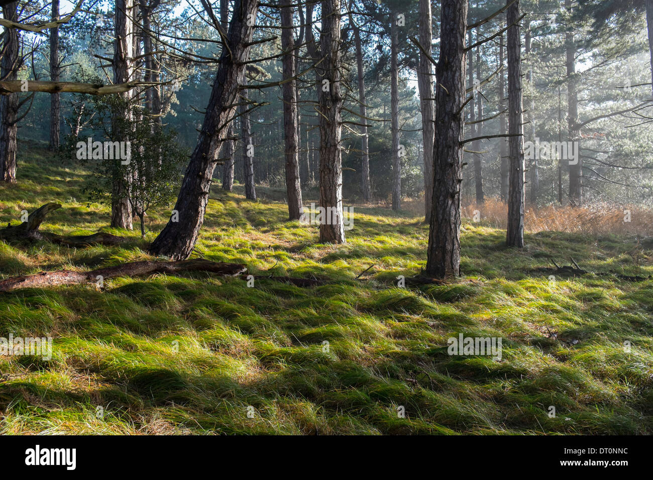 Monterey pineta di pino silvestre. Foto Stock