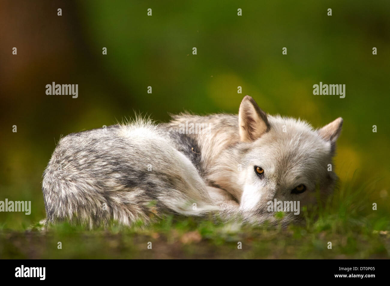 Il lupo grigio o lupo (Canis lupus) Foto Stock