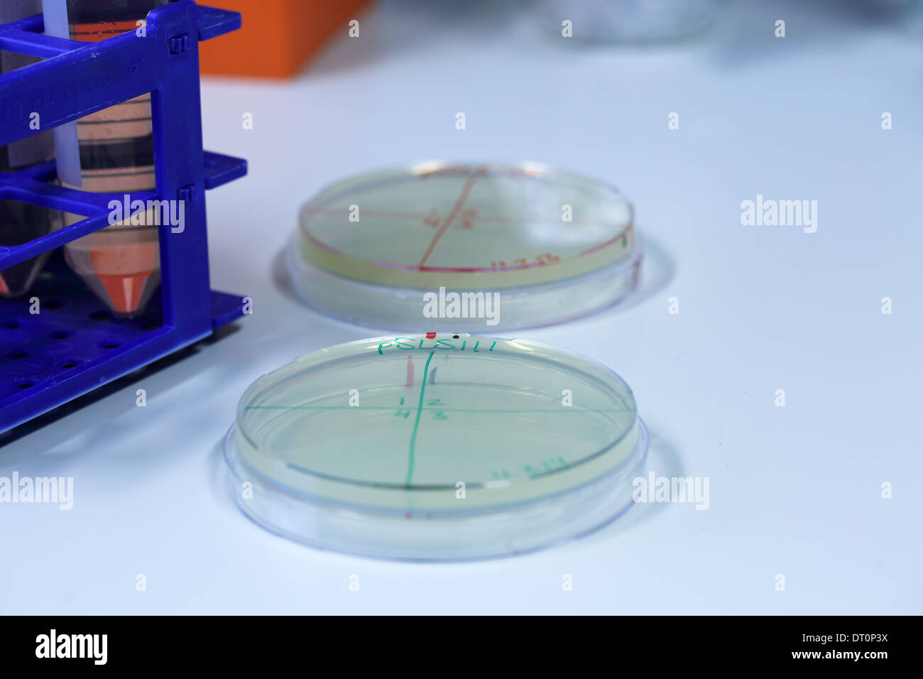 Piastra di petri con terreno in un laboratorio per i test Foto Stock