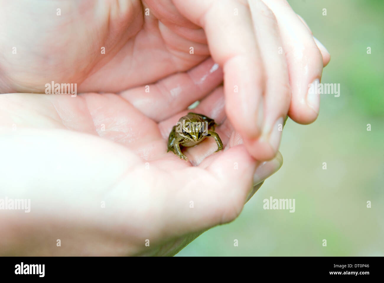 Piccola rana nel palmo di una mano Foto Stock