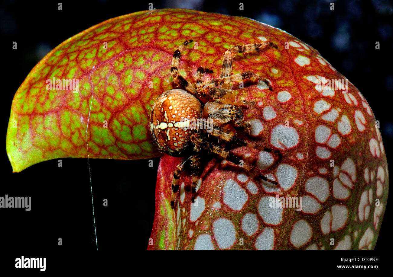 Giardino femmina spider,Araneus diadematus.anche noto come Giardino-cross o diadema spider,su un carnivoro Sarracenia pitcer impianto Foto Stock