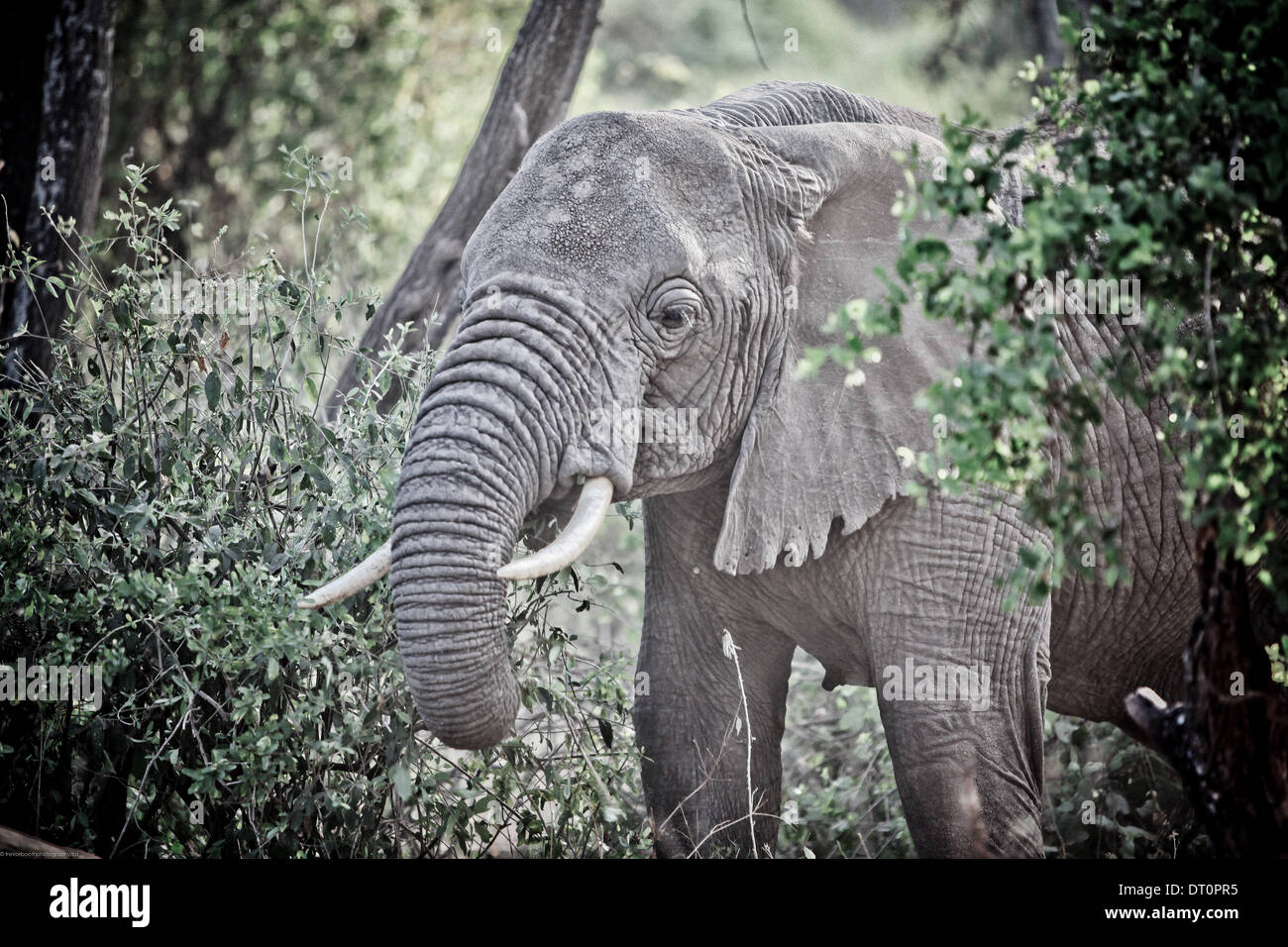 Un elefante in Lake Manyara National Park, Tanzania Africa Foto Stock