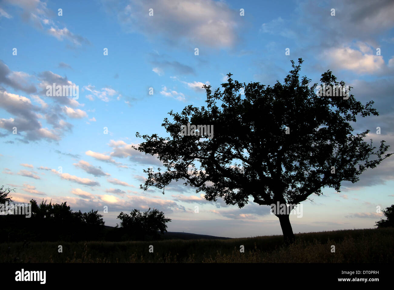 Gli alberi solitari nella parte anteriore del cielo della sera nei monti Taunus, Germania Foto Stock
