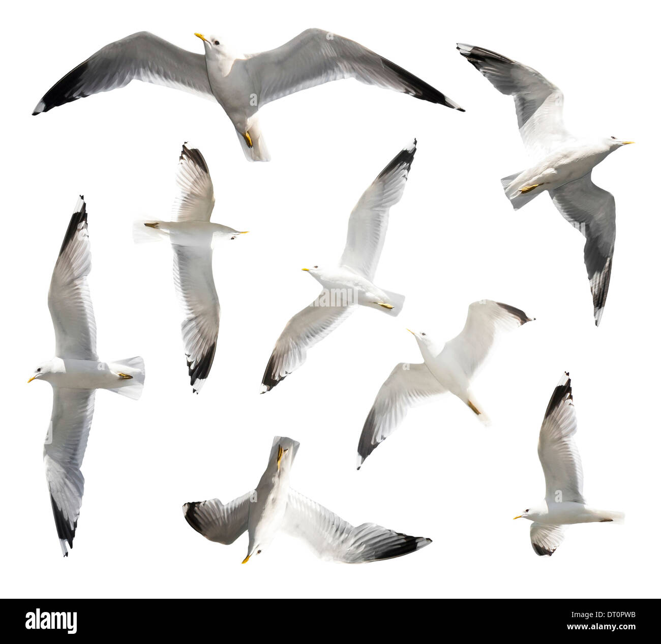 Flying gabbiani o mews isolato a sfondo bianco Foto Stock