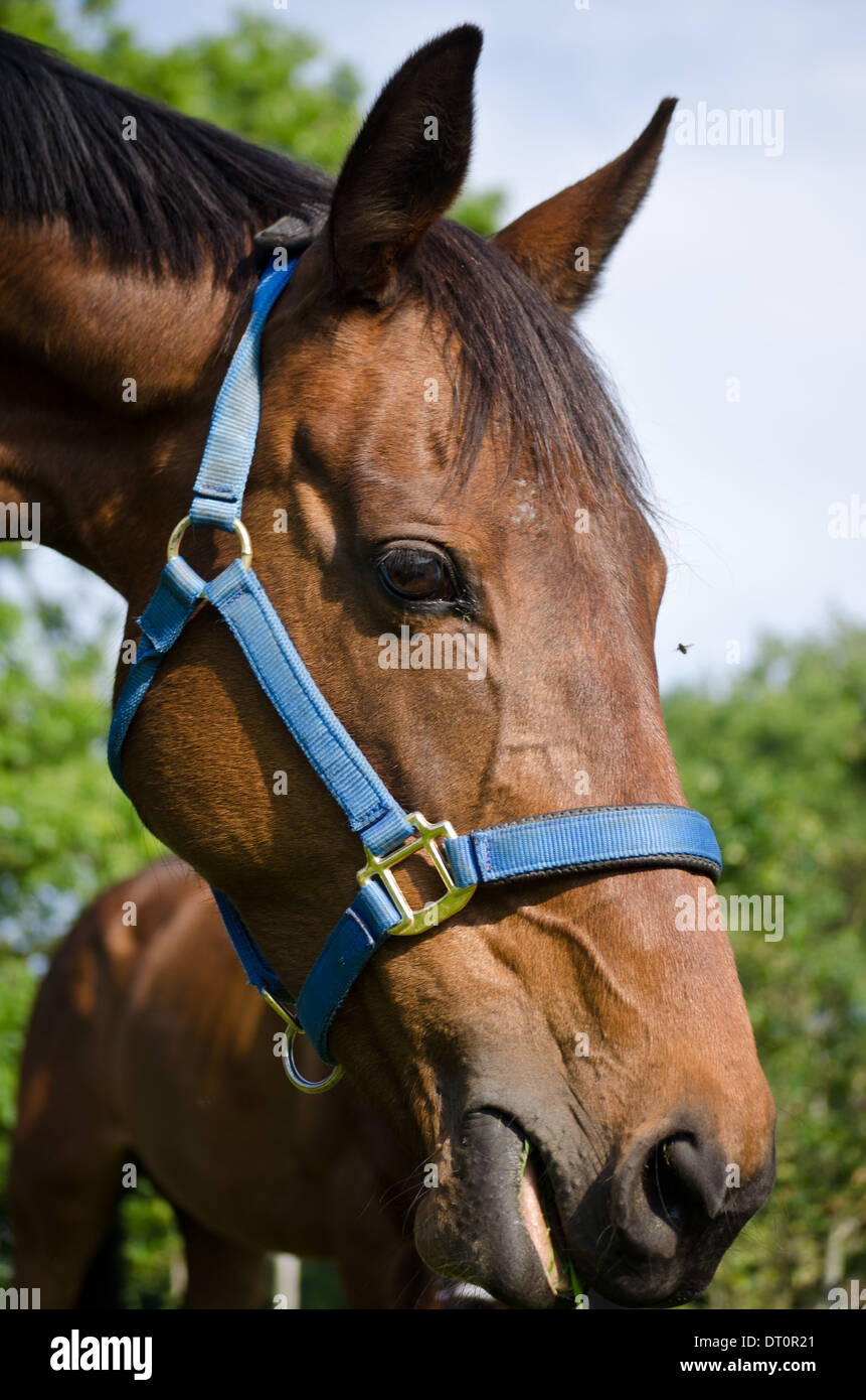 I cavalli purosangue testa Foto Stock