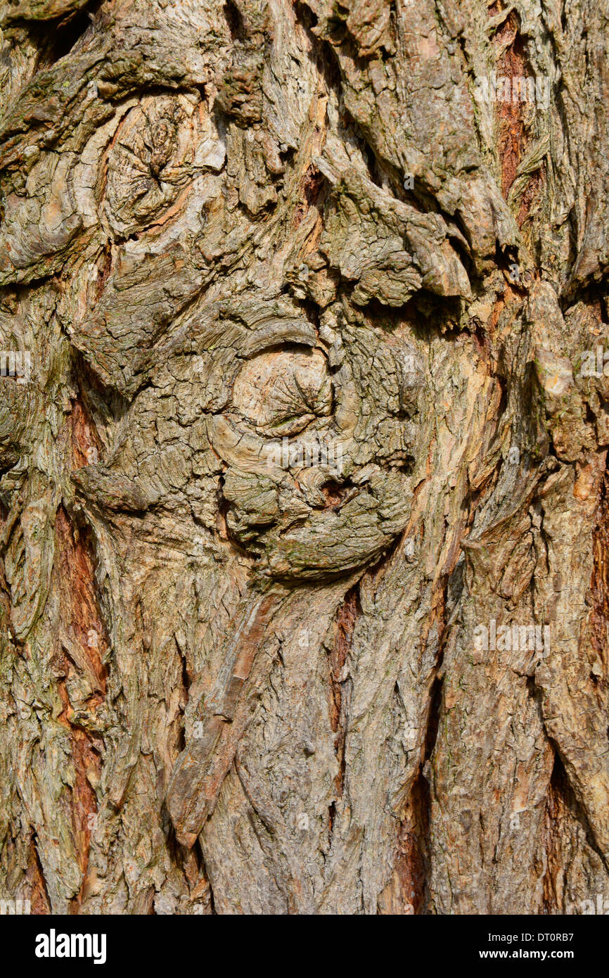 Corteccia di albero Close Up Macro con il nodo di diramazione Baumstamm Baumrinde Nahaufnahme mit Astknoten Makro Textur Hintergrund Hochformat Foto Stock