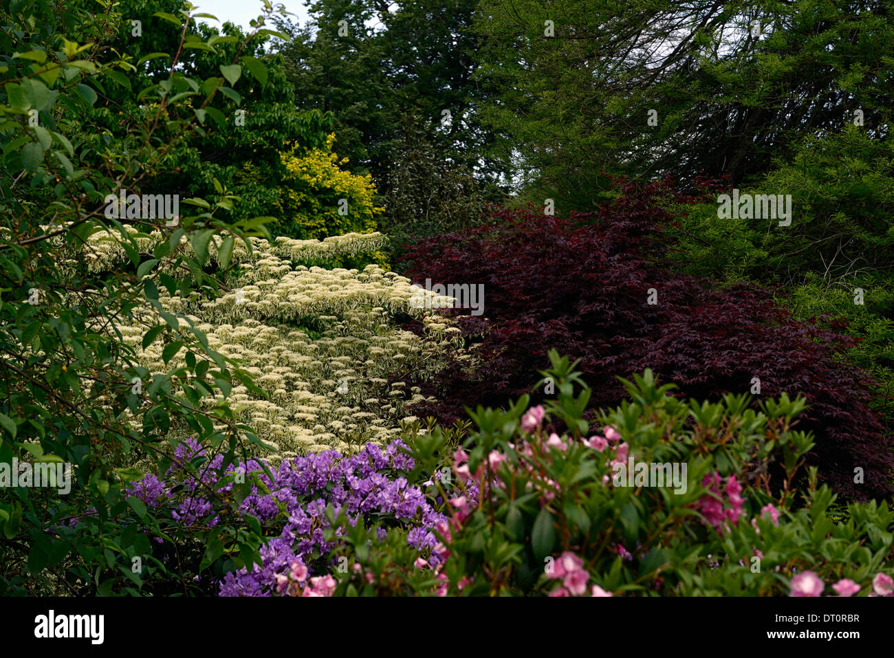 Torta di Nozze tree acer palmatum sangue buon mix piantando mescolato altamont gardens carlow Foto Stock