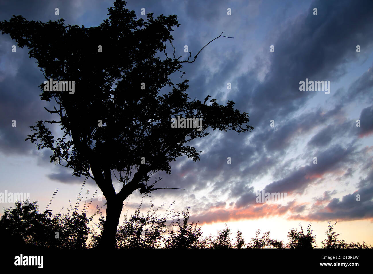 Singoli alberi prima che il cielo di sera nel Taunus Foto Stock