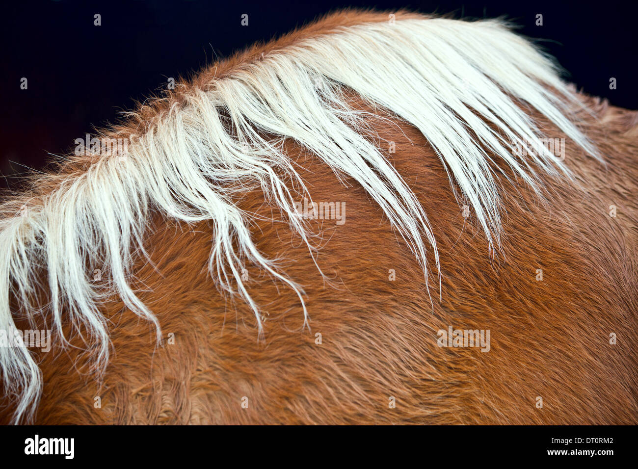 Dettaglio di un cavallo umido la principale Foto Stock