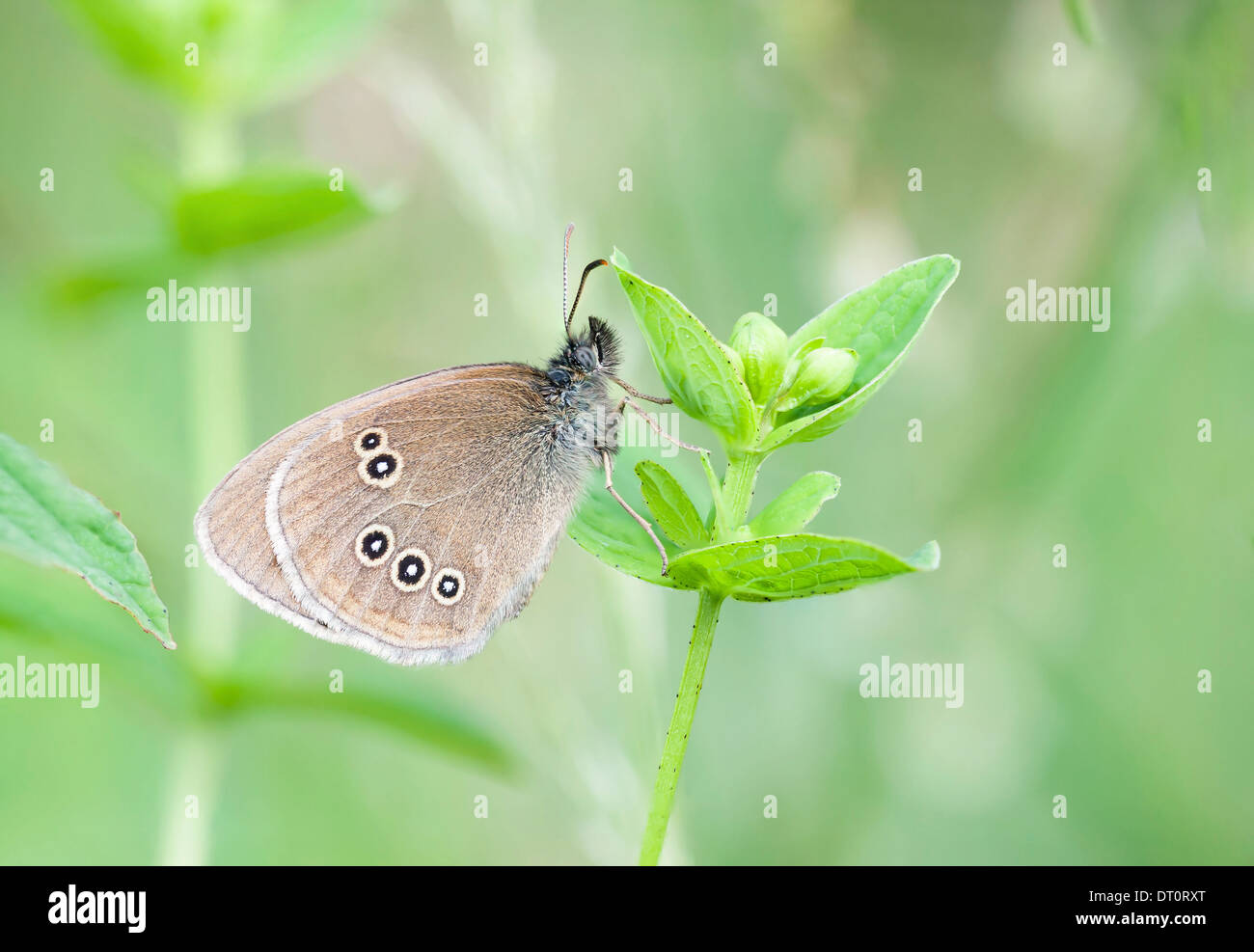 Primo piano di una farfalla marrone con macchie rotonde sulle ali in una pianta verde Foto Stock