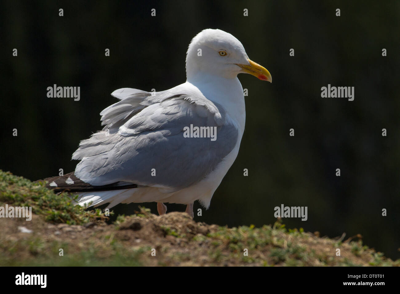 Aringa europea gabbiano (Larus argentatus) Foto Stock