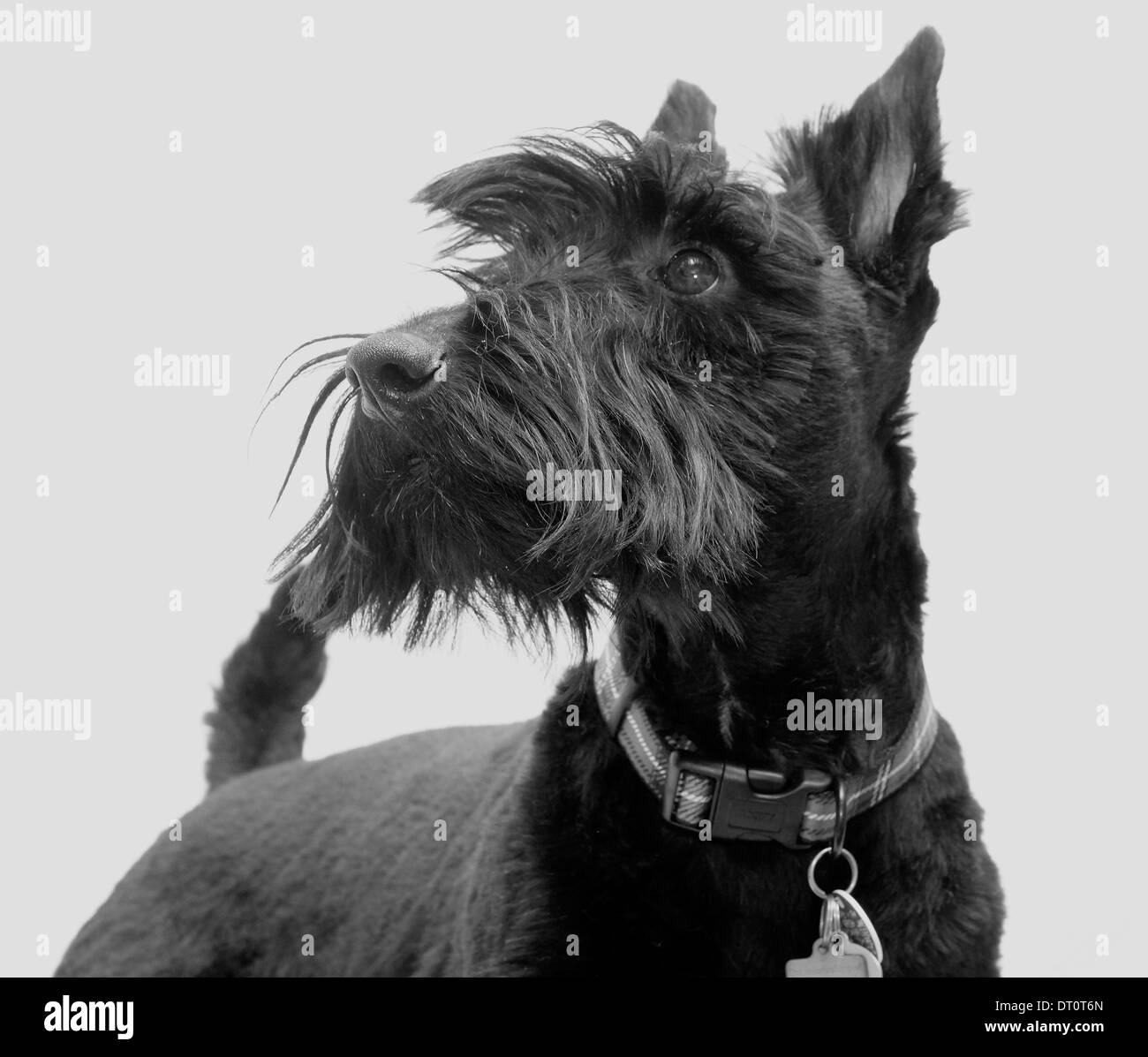 Un avviso cercando Scottish Terrier Foto Stock