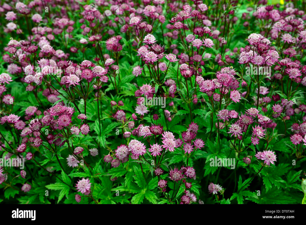 Astrantia major hadspen sangue rosso masterworts maroon fiore fiori piante fiorite perenni rosa scuro ombra ombroso giardino ombreggiato Foto Stock