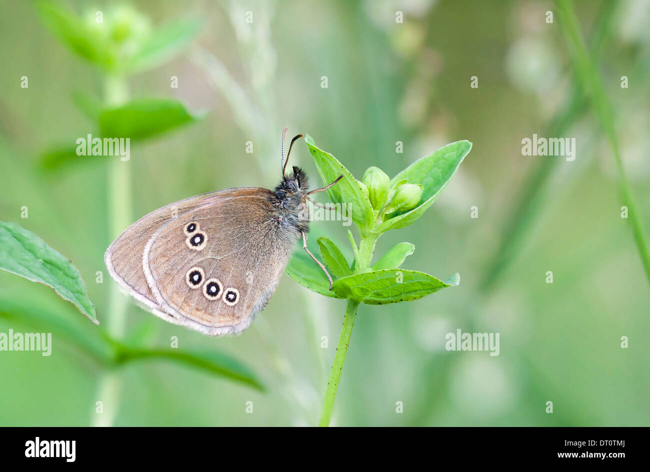 Primo piano di una farfalla marrone con macchie rotonde sulle ali in una pianta verde Foto Stock