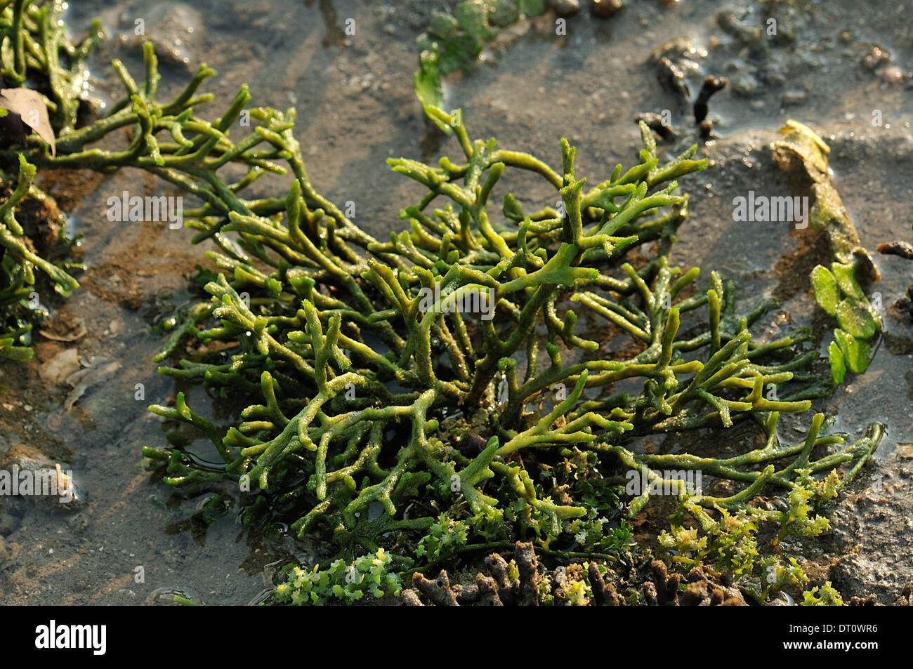 Holey spugna alghe, Ceratodictyon spongiosum, Lomentariaceae, Munjangan Bay, Bali, Indonesia, Asia Foto Stock