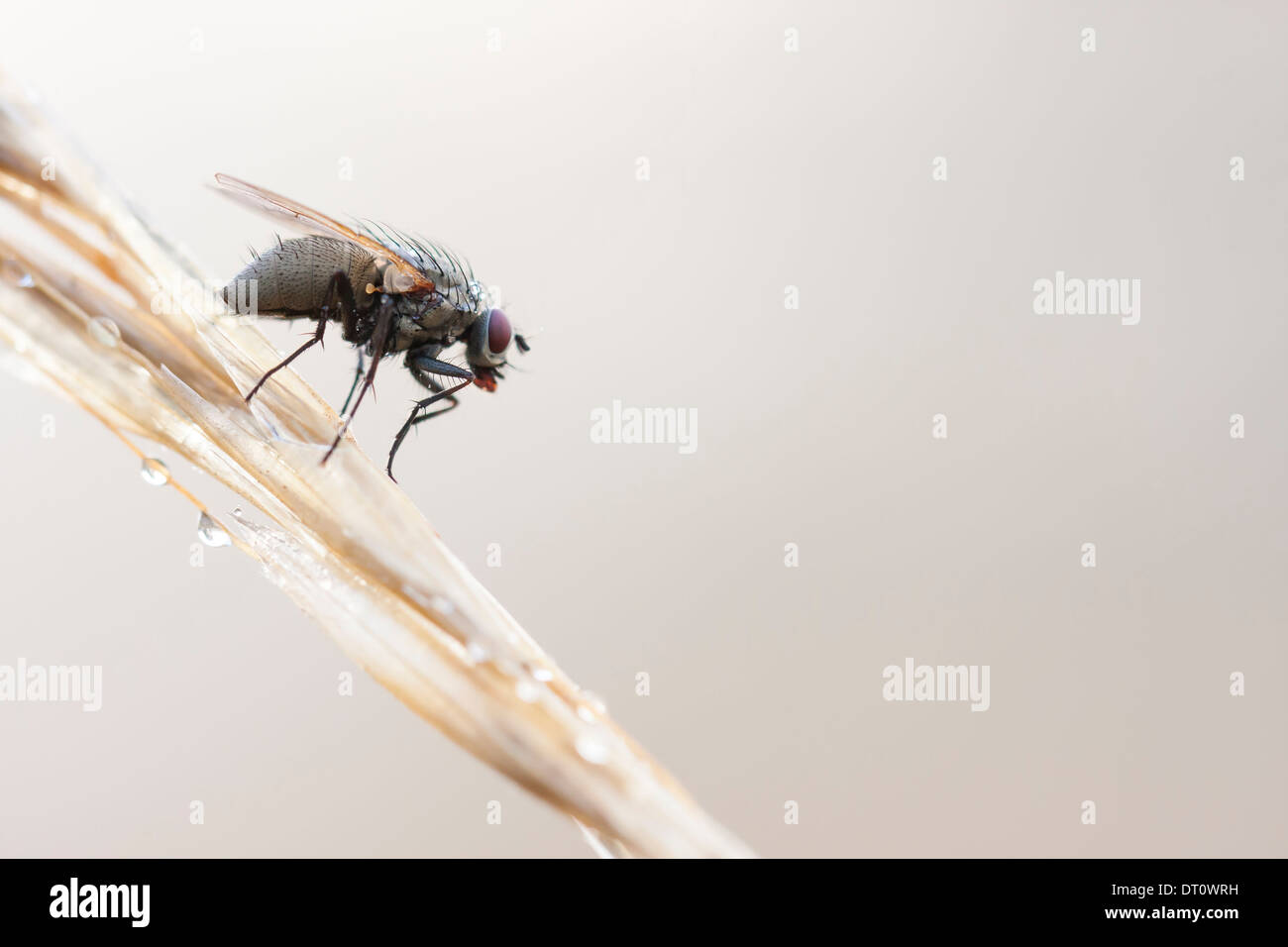 Primo piano di una mosca a sedersi su un impianto di paglia Foto Stock