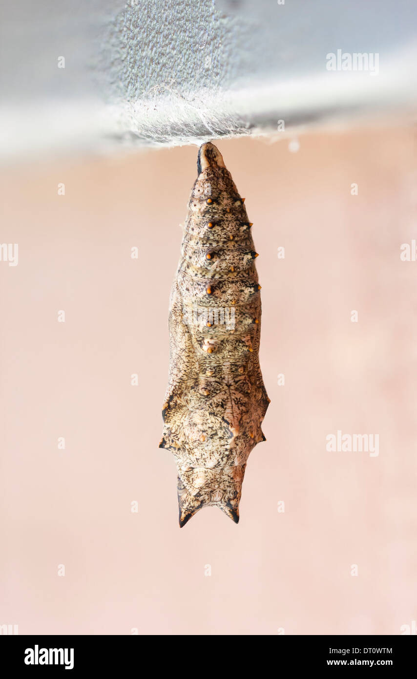 Un insetto o larva appeso su un bordo Foto Stock