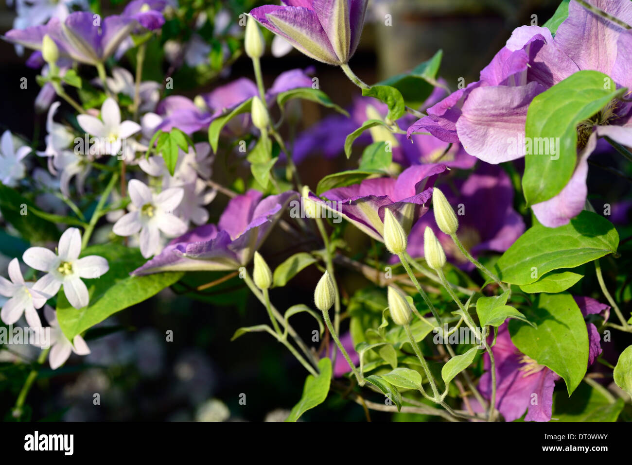 La clematide etoile violette fiori viola fioritura scalatore scalatori bianco arrampicata Campanula persicifolia alba piantagione combo Foto Stock