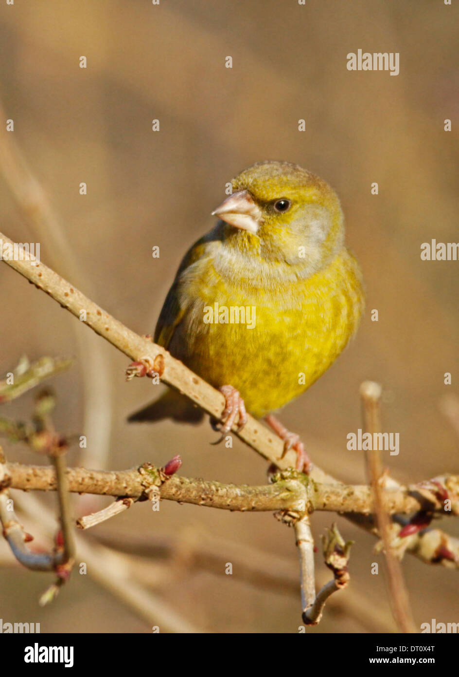 Verdone (Carduelis chloris) Foto Stock