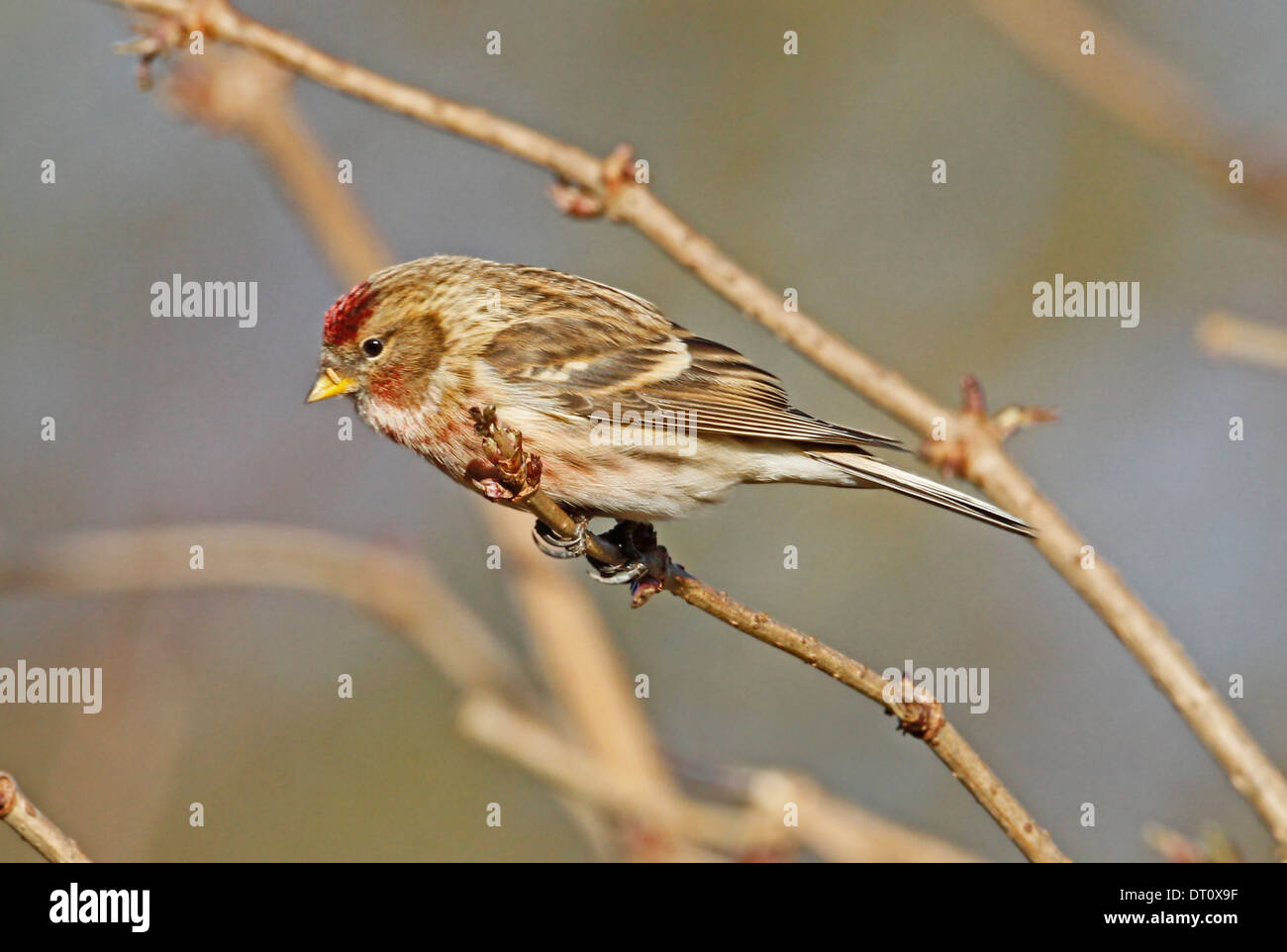 Redpoll (Carduelis flammea) Foto Stock