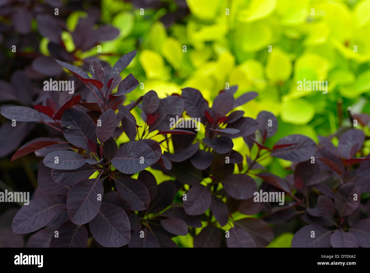 Cotinus coggygria royal purple golden spirito viola foglie verde fogliame contrasto piano di contrasto piantagione di combinazione di partner Foto Stock