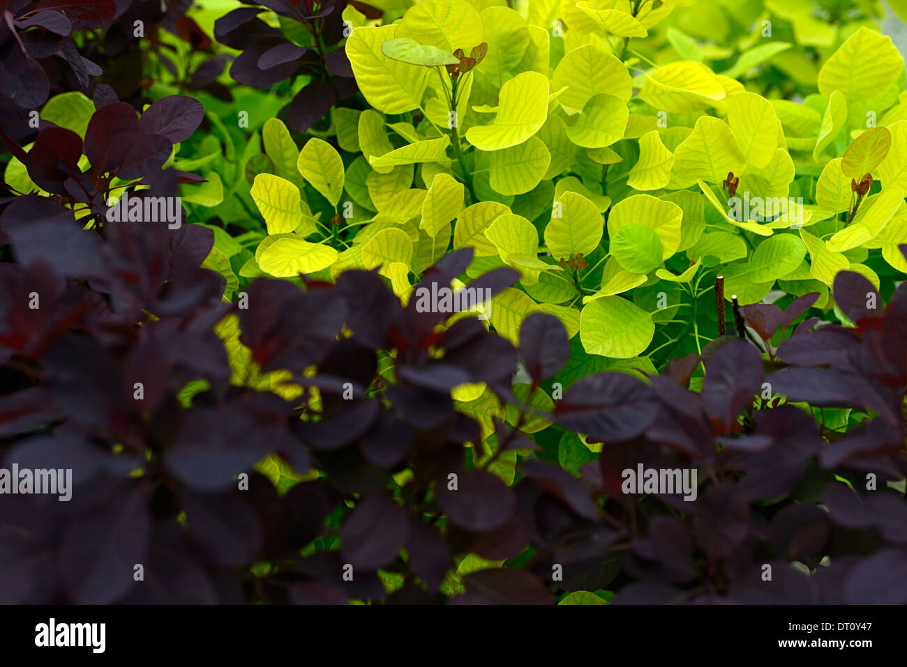 Cotinus coggygria royal purple golden spirito viola foglie verde fogliame contrasto piano di contrasto piantagione di combinazione di partner Foto Stock
