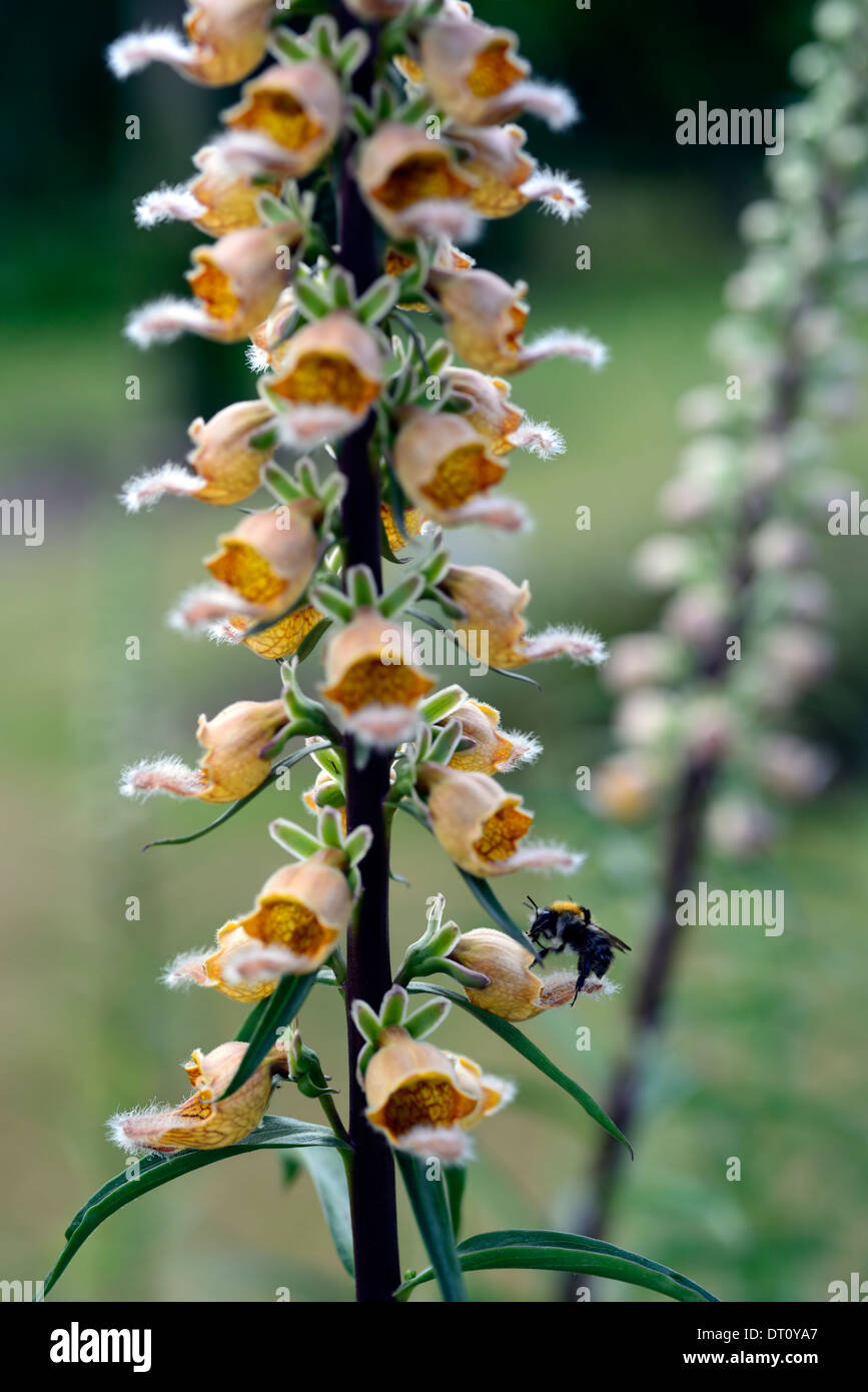 Digitalis laevigata foxglove fiori perenni bloom blossom fiore fiorisce la fioritura di approfondimento close-up di ups Foto Stock