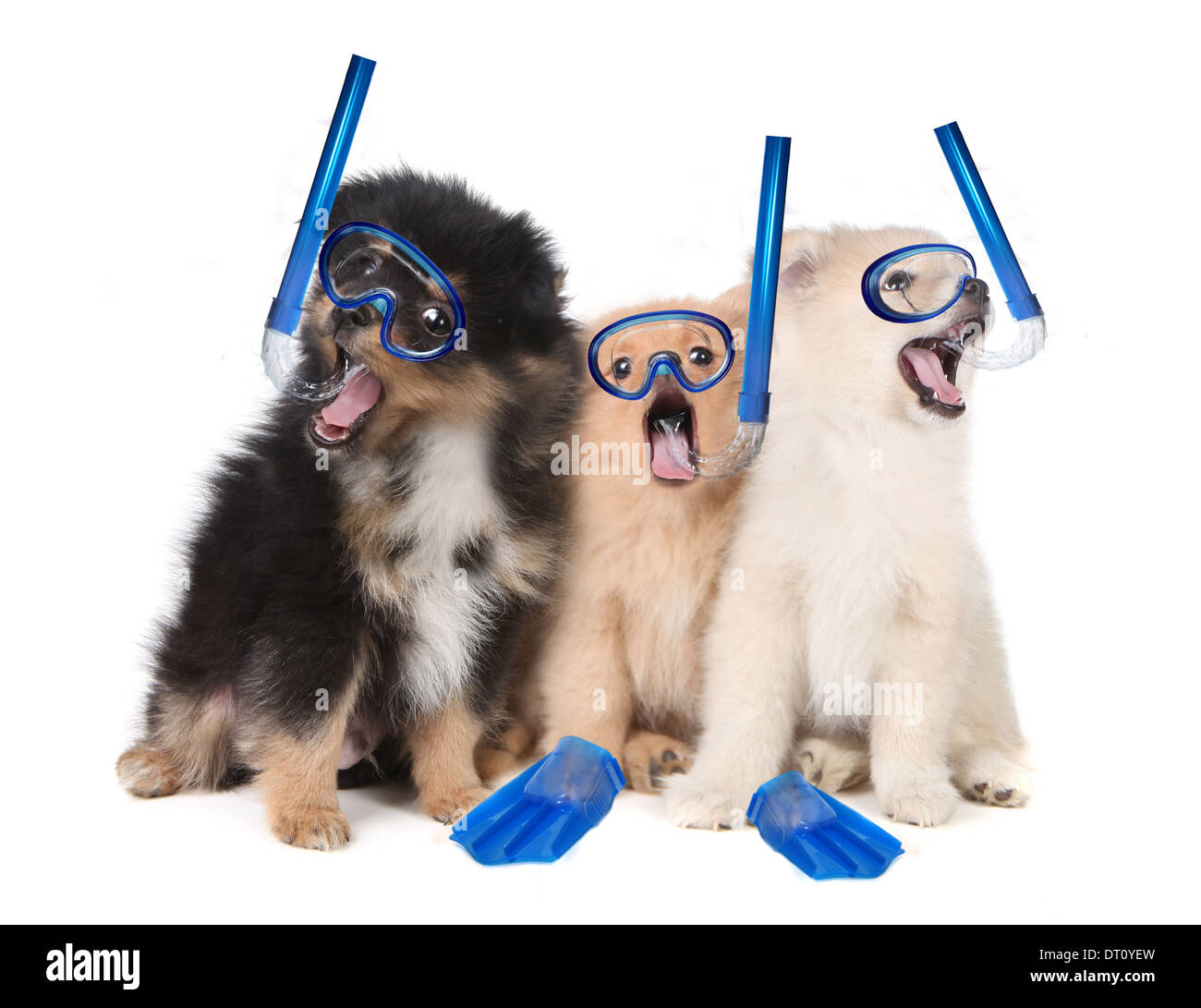 Silly cuccioli di Pomerania indossare equipaggiamento da snorkeling Foto Stock