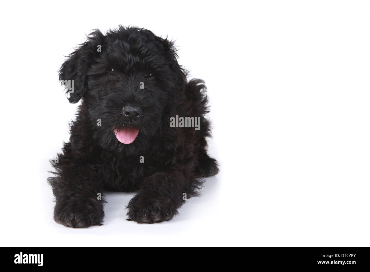 Black Russian Terrier cucciolo su sfondo bianco Foto Stock