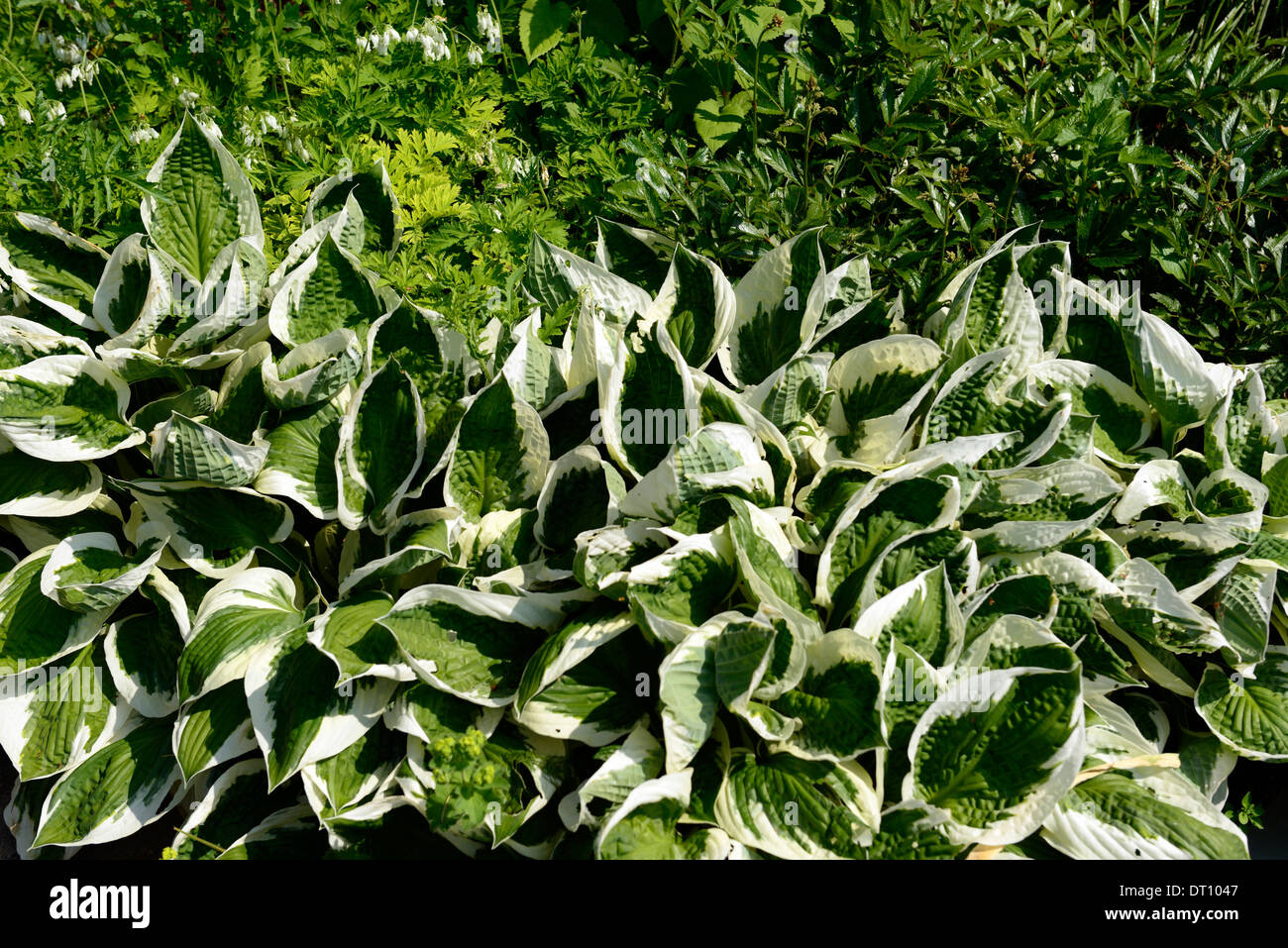 Hosta fortunei twilight verde bianco crema variegato foglie foglia fogliame ombra pianta amorevole tollerare sun Foto Stock