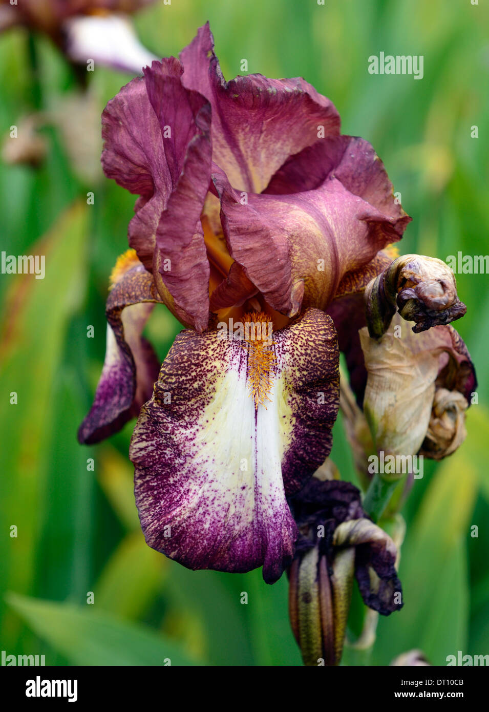Iris La mia smokey barbuto Iris germanica tedesco Rhizomatous Iris viola chiaro malva punta a punta di colore colore fiore sbocciare dei fiori Foto Stock